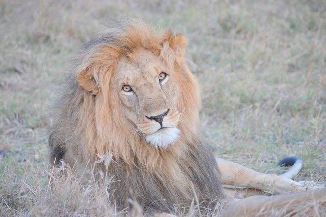 Half-Day Nairobi National Park Safari from Nairobi with Free Pickup - The animals you have a realistic chance to see