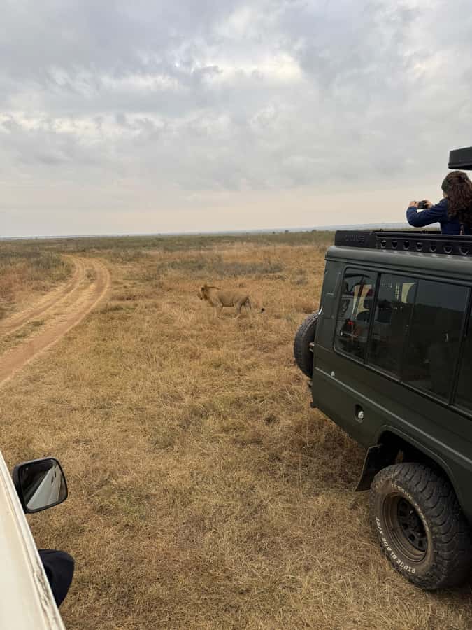 Half day Nairobi National Park with free pick up - Why this Nairobi safari works in a five-hour morning