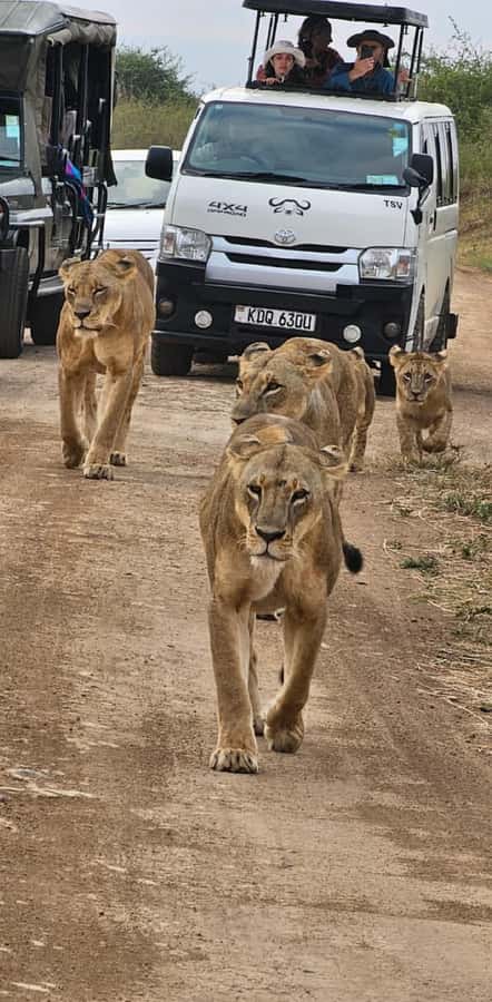Half day Nairobi National Park with free pick up - Entering Nairobi National Park and handling park fees