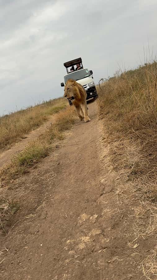 Half day Nairobi National Park with free pick up - Adding the Elephant Orphanage