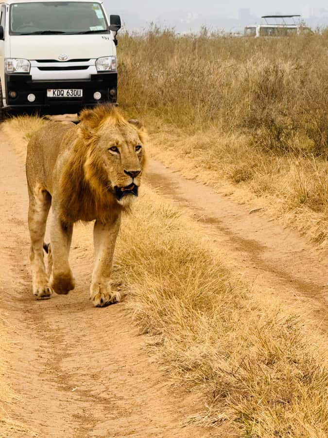 Half day Nairobi National Park with free pick up - What to bring and what not to expect