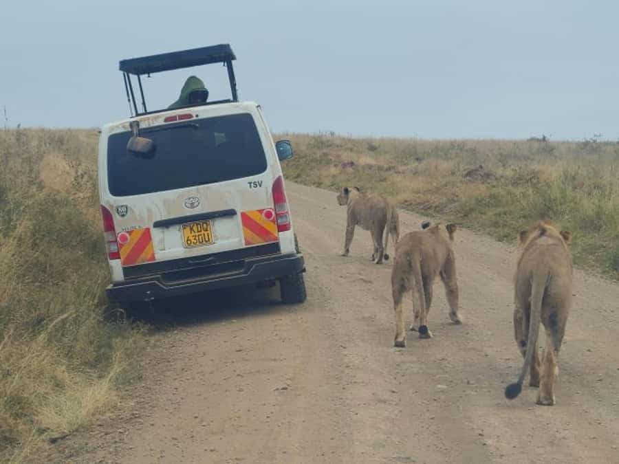 Half day Nairobi National Park with free pick up - Early pickup from eight Nairobi areas