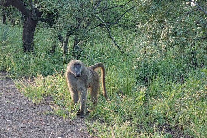 Half-Day Nature Walk in Mosi-oa-Tunya National Park from Livingstone - What the roughly two-hour park walk involves