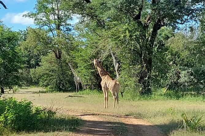 Half-Day Nature Walk in Mosi-oa-Tunya National Park from Livingstone - Small details that can improve your morning