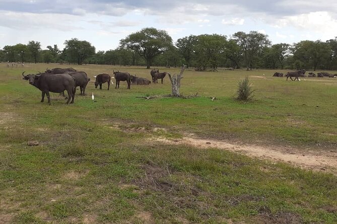 Half-Day Nature Walk in Mosi-oa-Tunya National Park from Livingstone - From Livingstone hotels to the park entrance