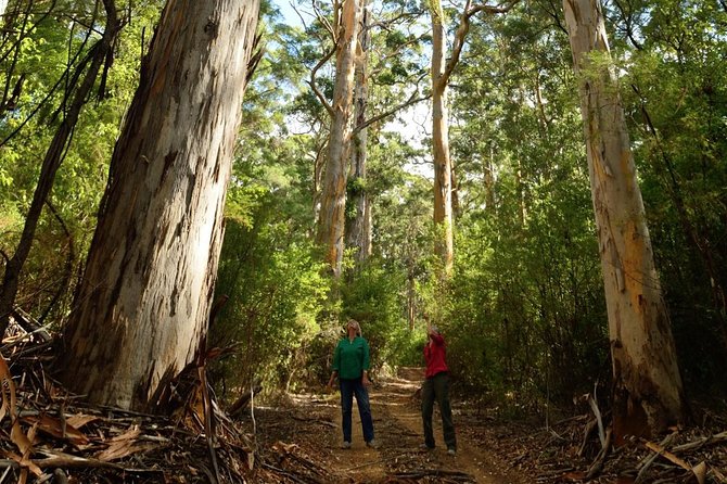 Half-Day Pemberton National Parks Beach and Forest Eco Adventure - Why this four-hour route works