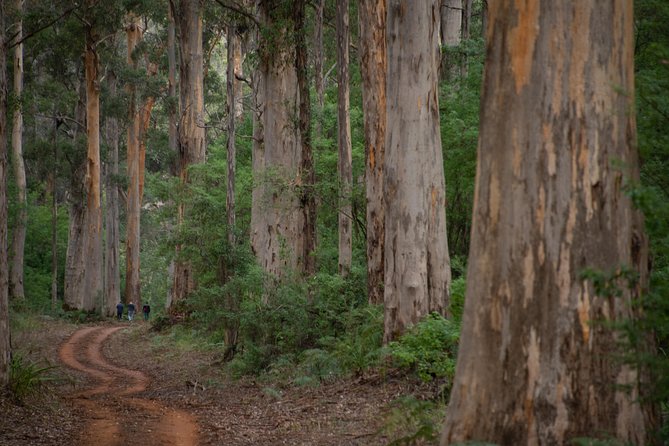 Half-Day Pemberton National Parks Beach and Forest Eco Adventure - Who will enjoy this trip most