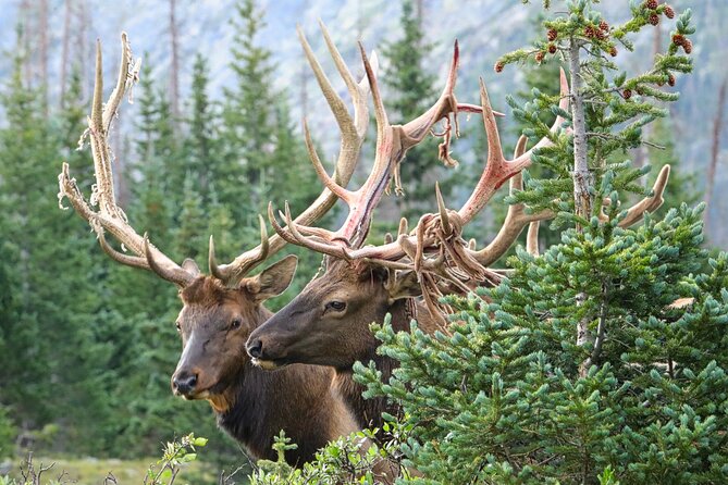 Half-Day Rocky Mountain National Park "Lake and Meadows Tour" - Photography help for phones and digital cameras