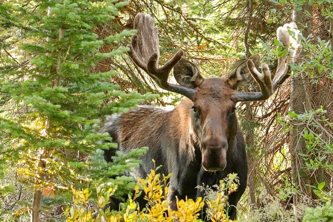 Half-Day Rocky Mountain National Park "Lake and Meadows Tour" - The guide is the main reason to pay for this tour