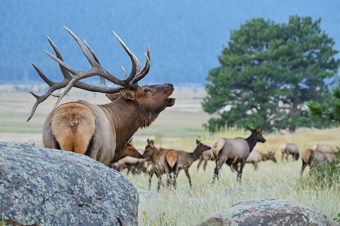 Half-Day Rocky Mountain National Park "Lake and Meadows Tour" - Who will enjoy this half-day outing?