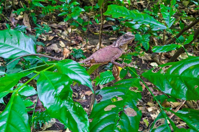Half Day Trekking Cat Ba National Park - Starting from Cat Ba Town