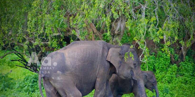 Half-Day Wild Safari in Yala National Park - Why Yala is worth a half-day