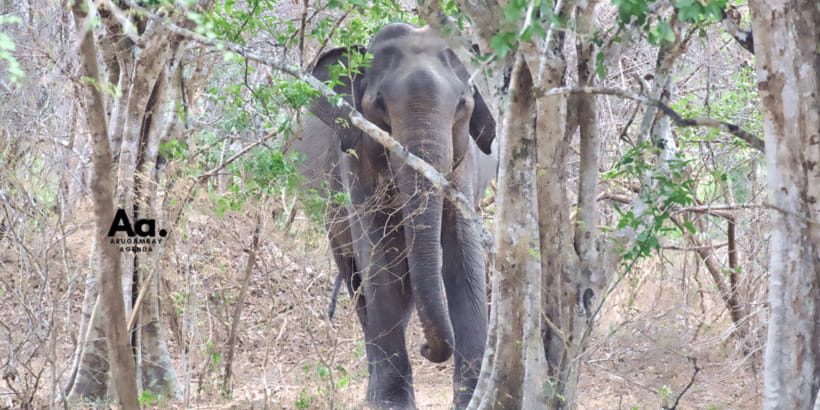 Half-Day Wild Safari in Yala National Park - Who should book this Yala safari
