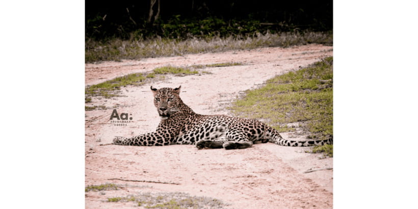 Half-Day Wild Safari in Yala National Park - Four hours among elephants, leopards, and birds