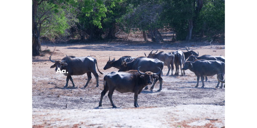 Half-Day Wild Safari in Yala National Park - Morning light or evening color