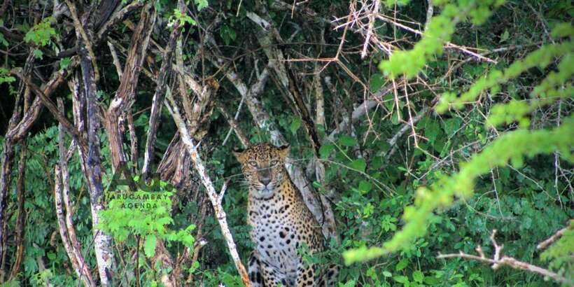 Half-Day Wild Safari in Yala National Park - Comfort, fitness, and what to bring