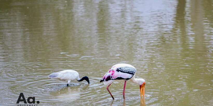 Half-Day Wild Safari in Yala National Park - What the strongest animal sightings tell you