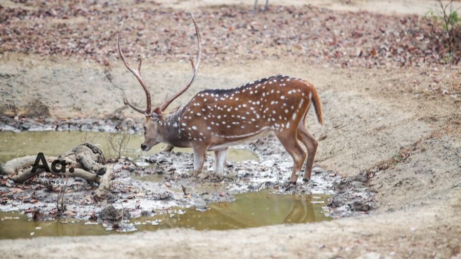 Half-Day Wild Safari in Yala National Park - The trip can fit a longer Sri Lanka route