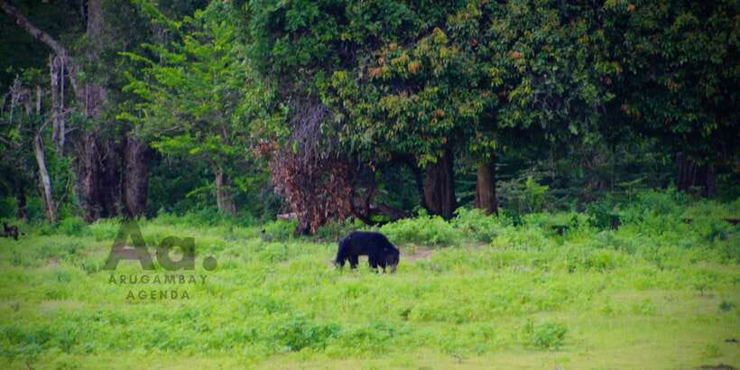 Half-Day Wild Safari in Yala National Park - The 45-minute drive and safety briefing
