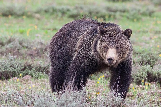 Half-Day Wildlife Safari Tour in Grand Teton National Park - Why four hours can improve your first look at the Tetons