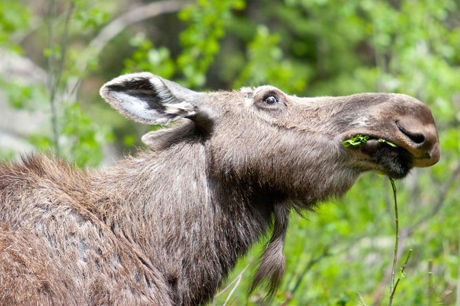 Half-Day Wildlife Safari Tour in Grand Teton National Park - Moose Wilson Road and the search for moose