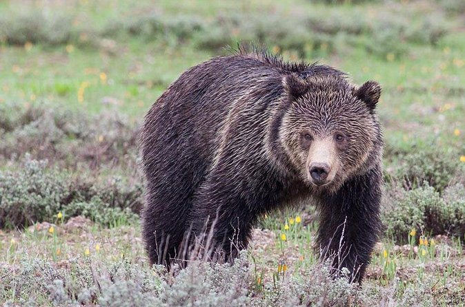 Half-Day Wildlife Safari Tour in Grand Teton National Park - Mormon Row for history and famous views