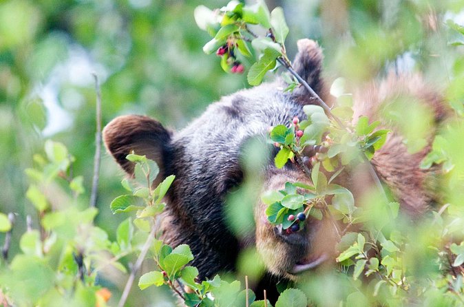 Half-Day Wildlife Safari Tour in Grand Teton National Park - What the guide and equipment add