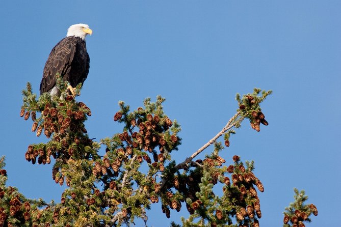 Half-Day Wildlife Safari Tour in Grand Teton National Park - Pickup details that can save you trouble