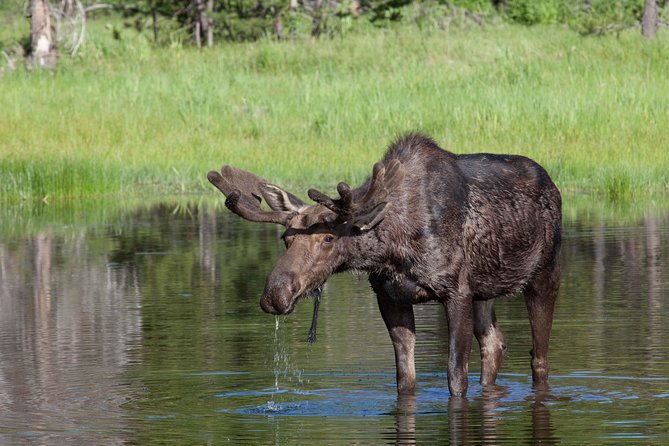 Half-Day Wildlife Safari Tour in Grand Teton National Park - Grand Teton National Park in a limited window