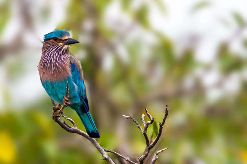 Hambantota Port: Yala National Park Safari (Shore Excursion) - Should you book the Hambantota Yala safari?