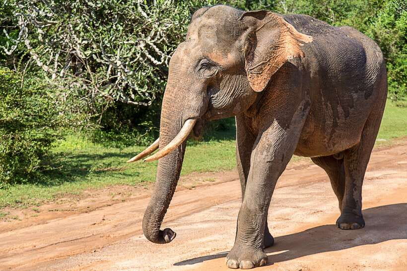 Hambantota Port: Yala National Park Safari (Shore Excursion) - Searching for Yala’s leopards