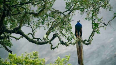 Hambantota Port: Yala National Park Safari (Shore Excursion)