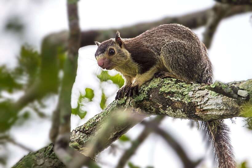 Hambantota Port: Yala National Park Safari (Shore Excursion) - Who will enjoy this safari most?