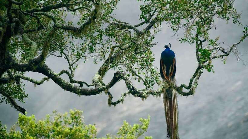 Hambantota Port: Yala National Park Safari (Shore Excursion) - Entering a 126,786-hectare wildlife park