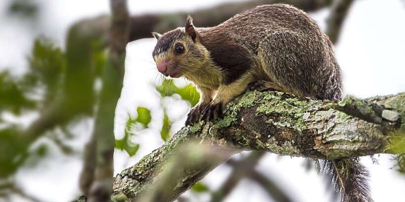 Hambantota Port: Yala National Park Wildlife Safari in a 4x4 - Who will get the most from this safari