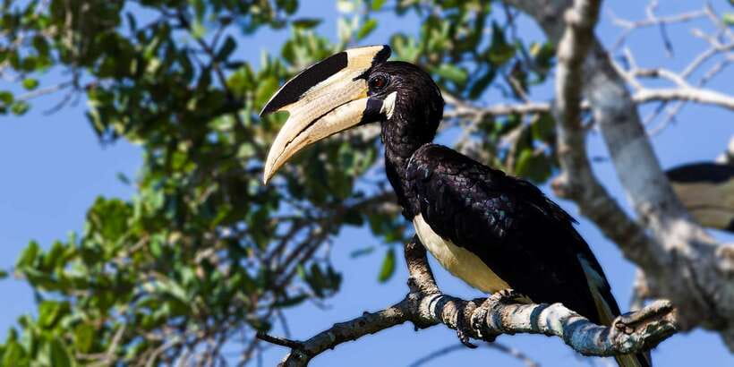 Hambantota: Yala National Park Wildlife Safari in a 4x4 - Should you book the Yala 4x4 safari?