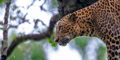 Yala National Park Wildlife Safari in a 4×4
