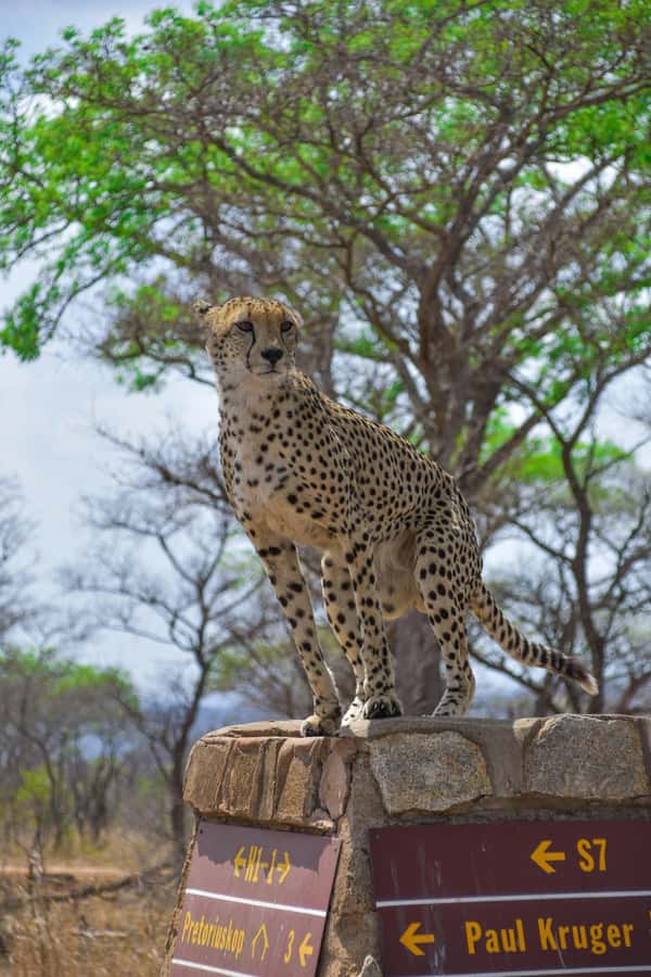 Hazyview: Kruger National Park Full-Day Safari - Key points at a glance