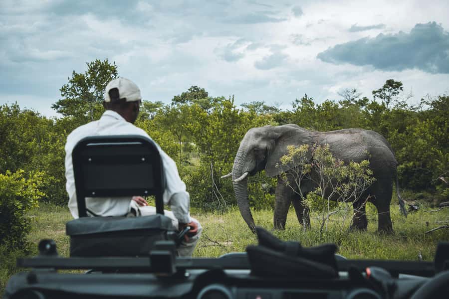 Hazyview: Kruger National Park Full-Day Safari - Eight hours in Kruger, not a quick wildlife outing