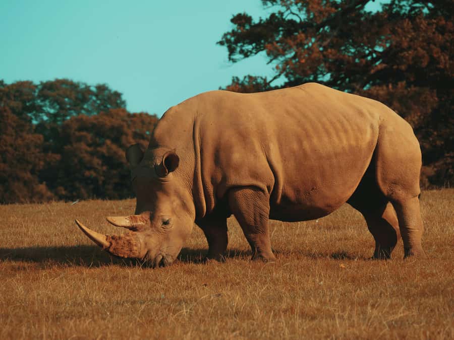 Hazyview: Kruger National Park Full-Day Safari - What the morning drive can bring
