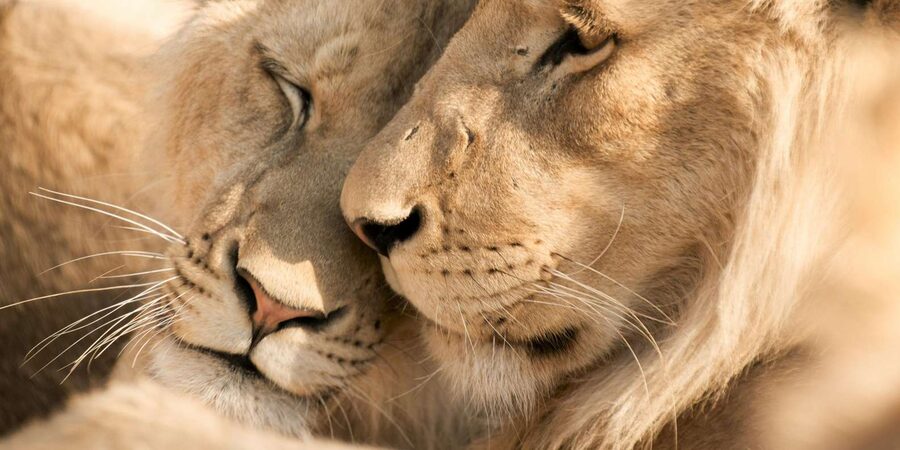 Hazyview: Kruger National Park Full-Day Safari - Woodlands, rivers, and the chance of an elephant