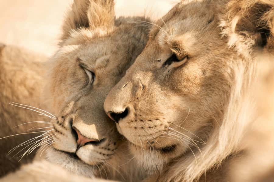 Hazyview: Kruger National Park Full-Day Safari - What the $72 price really covers