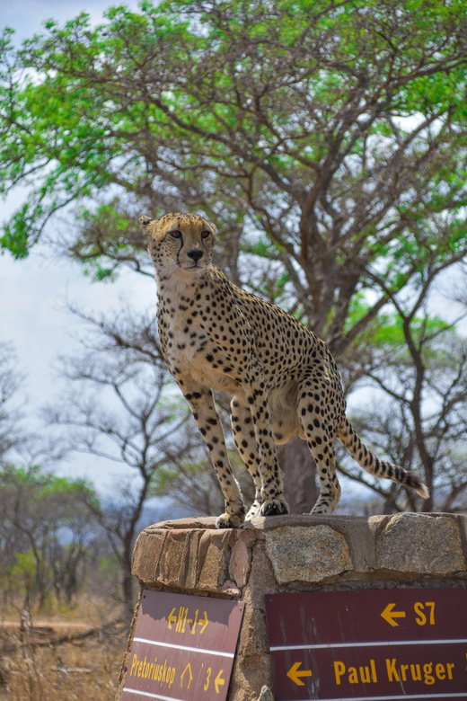 Hazyview: Kruger National Park Full-Day Safari - Who should book this safari