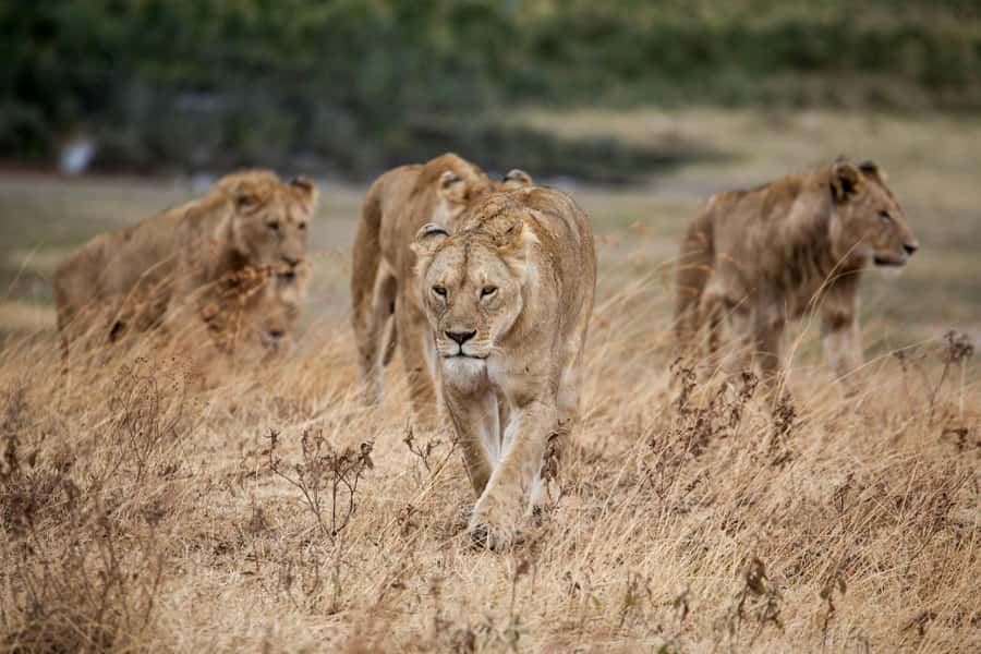 Hazyview: Kruger National Park Full-Day Safari - The open vehicle changes how you see the bush