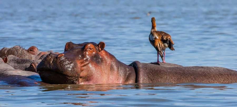 Hell's Gate National Park Day Trip With Baot Ride Tour - Who should book this active day out