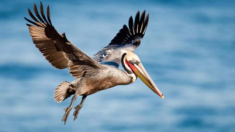 Hell's Gate National Park Day Trip With Baot Ride Tour - What the optional Lake Naivasha boat ride adds