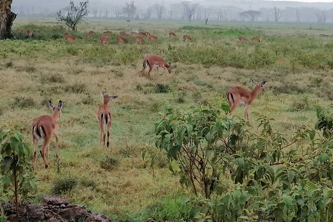Hell's Gate National Park Private Bike Tour from Nairobi - Why cycling Hell’s Gate feels different