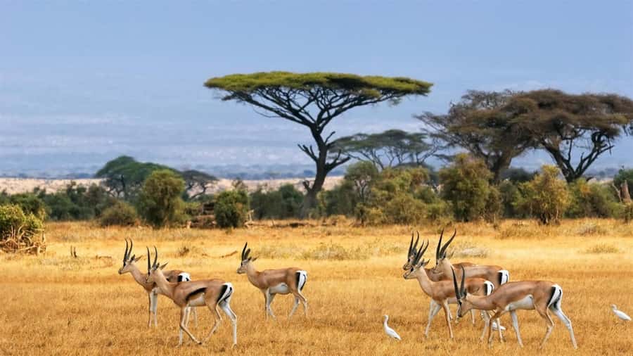 Hells Gate National Park and Lake Naivasha Day Tour - Key points at a glance