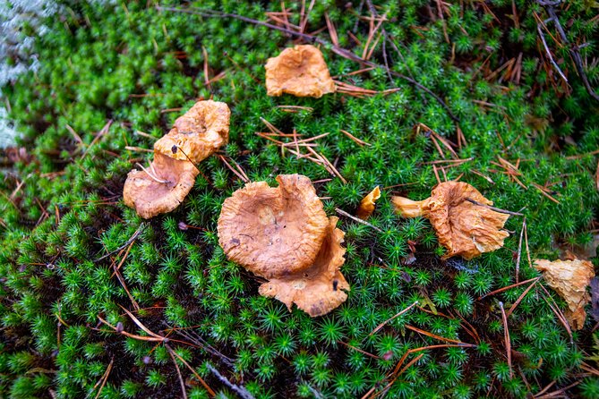 Helsinki: Nuuksio National park hiking with campfire lunch - A small group with an easy social rhythm