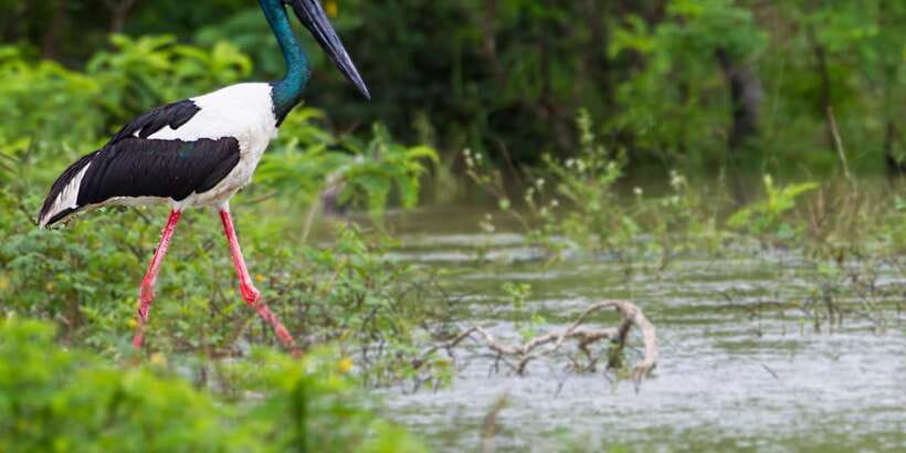 Hikkaduwa/Galle/Weligama/Mirissa: Yala National Park Safari - Who will get the most from this safari